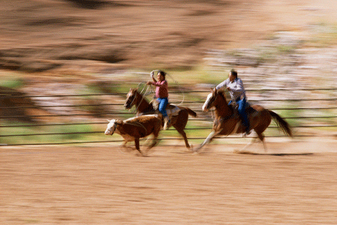 calf roping